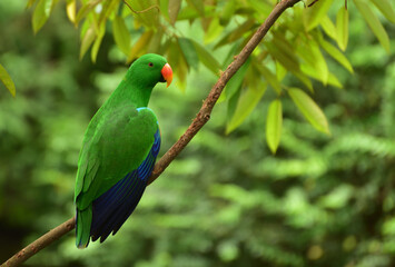 Bird perching on branch. The eclectus parrot, Eclectus roratus is a parrot native to Indonesia, locally known as Nuri Bayan