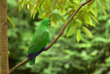Bird perching on branch. The eclectus parrot, Eclectus roratus is a parrot native to Indonesia, locally known as Nuri Bayan
