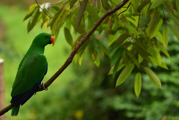Bird perching on branch. The eclectus parrot, Eclectus roratus is a parrot native to Indonesia, locally known as Nuri Bayan