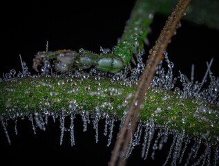 drops of water on a leaf