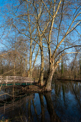 Platane commun, Platanus  acerifolia, Chenal du Grand Montauger, Marais des Basses Vallées de...