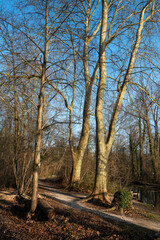 Platane commun, Platanus  acerifolia, Chenal du Grand Montauger, Marais des Basses Vallées de l'Essonne et de la Juine, Essonne, 91