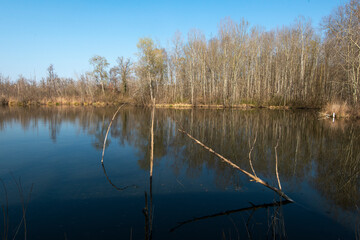 Bouleau verruqueux,  Betula pendula, Betula verrucosa, Etang aux Pointes, Chemin des marais,  Marais de Fontenay, Marais des Basses Vallées de l'Essonne et de la Juine, Essonne, 91