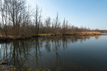 Roseliere, Etang aux Pointes, Chemin des marais,  Marais de Fontenay, Marais des Basses Vallées de l'Essonne et de la Juine, Essonne, 91