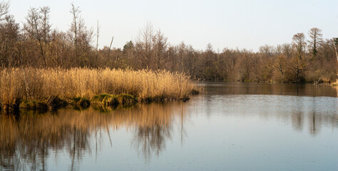 Roseliere, Etang aux Pointes, Chemin des marais,  Marais de Fontenay, Marais des Basses Vallées de l'Essonne et de la Juine, Essonne, 91