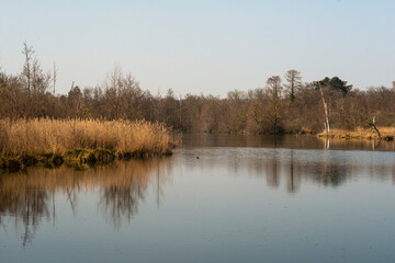 Fototapeta premium Roseliere, Etang aux Pointes, Chemin des marais, Marais de Fontenay, Marais des Basses Vallées de l'Essonne et de la Juine, Essonne, 91