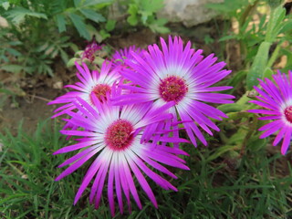 purple aster flower
