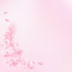 Sakura petals falling down. Romantic pink flowers corner. Flying petals on pink square background. Love, romance concept. Unique wedding invitation.