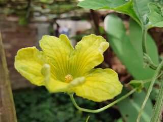Yellow Flower with green leaves