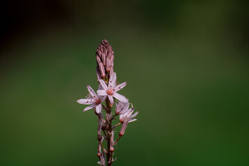 Asphodelus ramosus (branched asphodel) flower