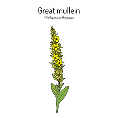 Great mullein Verbascum thapsus , medicinal plant