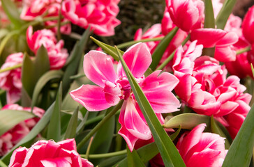 pink flower tulips in the garden in spring
