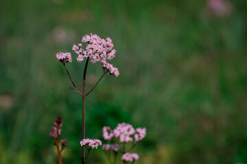 Asphodelus ramosus (branched asphodel) flower