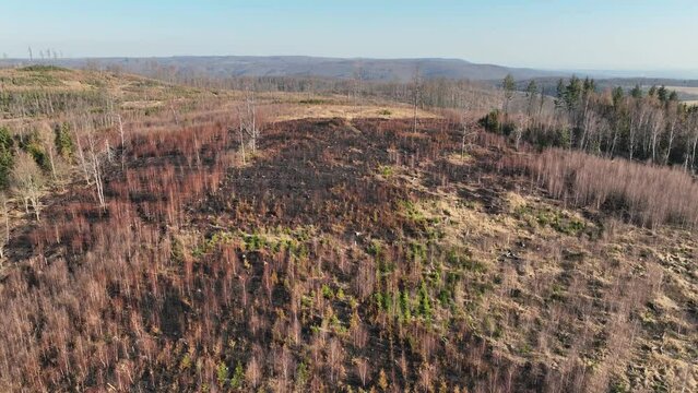 Forest after fire flame drone aerial drought dry black earth ground vegetation wild stand green natural disaster burnt down trees Bark beetle shot pest Ips typographus dead, spruce bast tree Czech