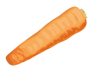 fresh carrot vegetable