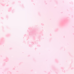 Sakura petals falling down. Romantic pink flowers explosion. Flying petals on pink square background. Love, romance concept. Eminent wedding invitation.