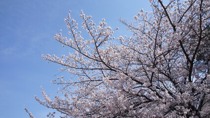 桜と春の晴天