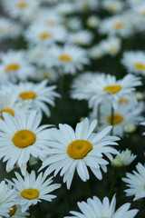 Fototapeta premium White beautiful Daisies on a field in green grass in Summer. Daisy flower background. Beautiful Chamomile Daisy flowers. Daisy is a flower of Asteraceae family. Garden Daisies. Leucanthemum vulgare.