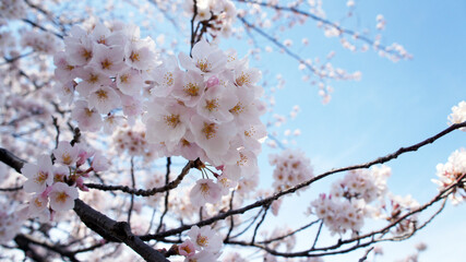 桜満開