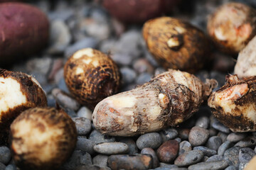 Taro lined up on a stone-grilled potato machine