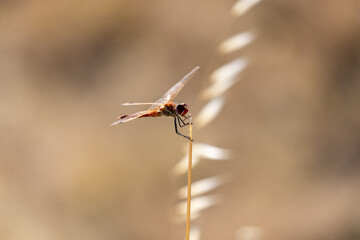 A common darter dragonfly (Sympetrum striolatum) resting in the sun, sunny day