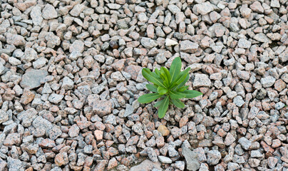 Plants grows through gravels