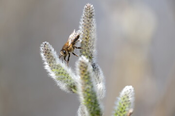 Bee on a catkin close up, bee on a willow tree, blooming pussy willow