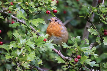 Robin in tree