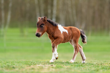 Naklejka na ściany i meble Little shetland breed pony foal in spring