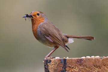 Fototapeta premium Robin hunting for bugs
