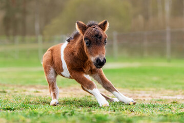 Naklejka na ściany i meble Little funny pony foal playing in spring