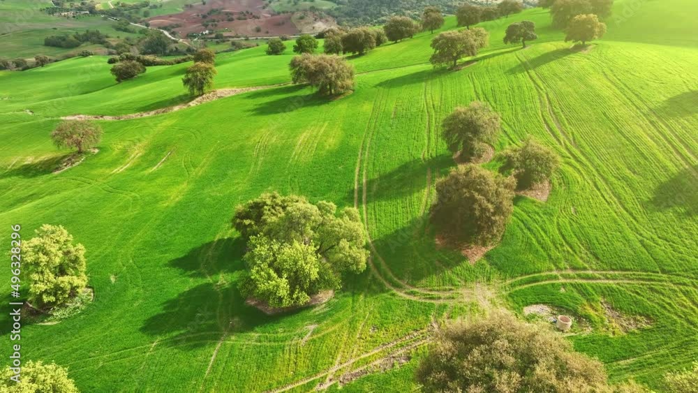 Poster spring in andalusia. flying over green spring hills with trees. aerial view of orchard and fertile a