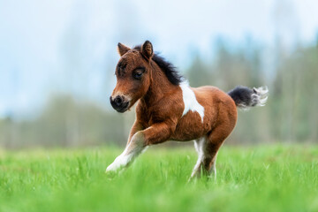 Little pony foal running in the field