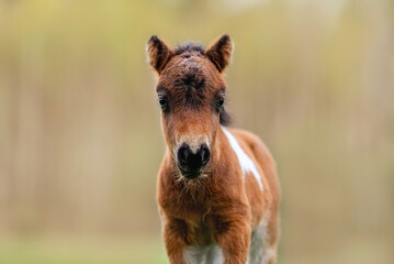 Lovely shetland breed pony foal