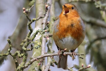 Singing Robin