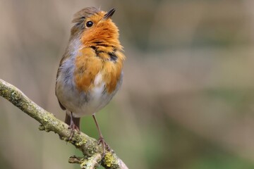 Robin