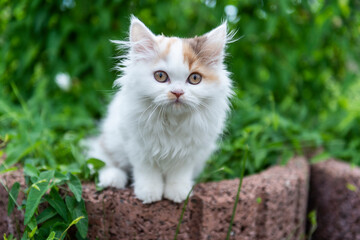 Naklejka na ściany i meble Britisch Langhaar Kitten im Garten