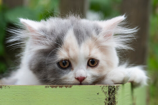 Britisch Langhaar Kitten schaut aus einer Holzkiste