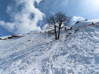 snow covered trees