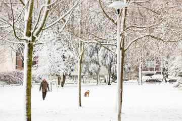 Man and dog walking through snow covered park with graphic outlined tree branches. Weather conditions and Dutch winter climate