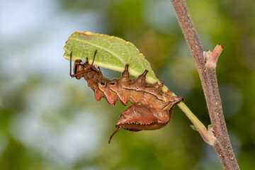 Raupe Buchenzahnspinner, Stauropus fagi, Lobster moth