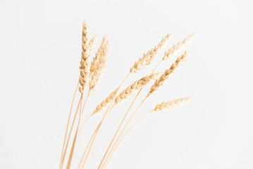 Obraz premium Several ears of wheat on a light background with a shadow.