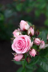 Pink roses in garden