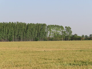 field of wheat