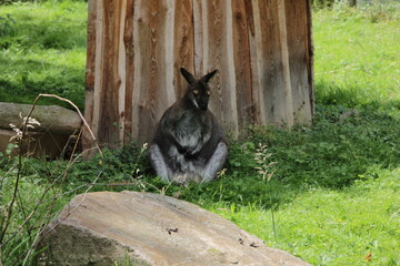 A sad kangaroo sitting on green grass