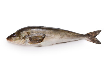 Okhotsk atka mackerel is an important fish in Japanese cuisine. Known as hokke in Japanese.
