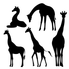 A set of giraffe vector silhouettes isolated on a white background.