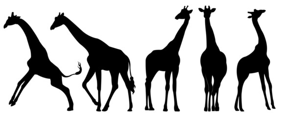 A set of giraffe vector silhouettes isolated on a white background. - obrazy, fototapety, plakaty