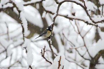 a small bird on a branch in the snow
