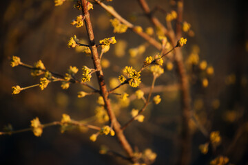 yellow autumn leaves